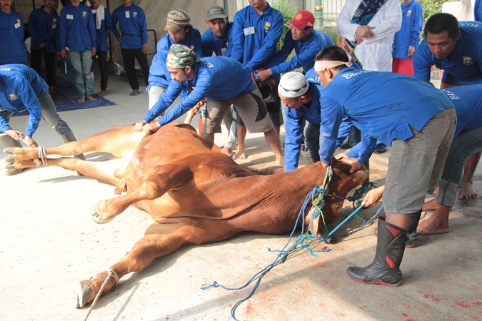 Hikmah Qurban di Hari Raya Idul Adha, Salah Satunya Jadi Saksi di Akhirat Kelak